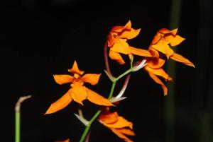 Cyrtochilum retusum