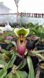 Paphiopedilum victoria-mariae