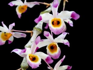 Dendrobium wardianum