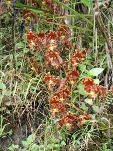 Cyrtochilum serratum