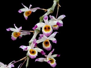 Dendrobium wardianum