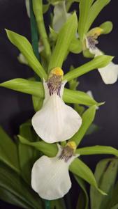 Zygopetalum reginae