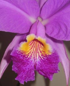 Cattleya lueddemanniana