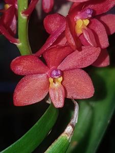 Vanda curvifolia