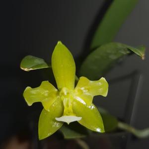 Phalaenopsis cornu-cervi var. flava