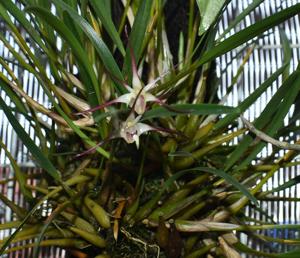 Dendrobium brevicolle