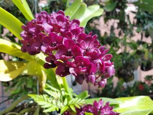 Rhynchostylis gigantea