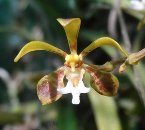 Trichoglottis gibbosicalcar