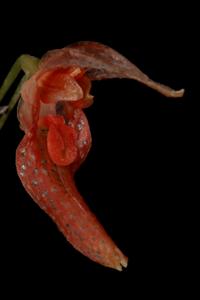 Specklinia barbae