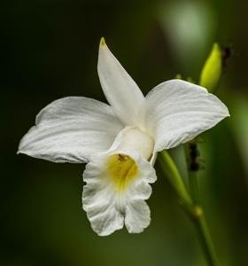 Arundina graminifolia