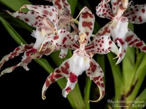 Oncidium crocidipterum