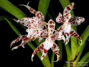 Oncidium crocidipterum