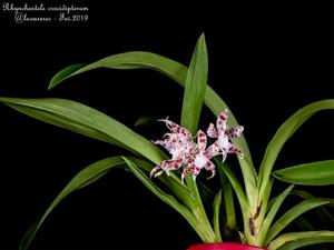 Oncidium crocidipterum