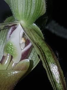 Paphiopedilum parishii