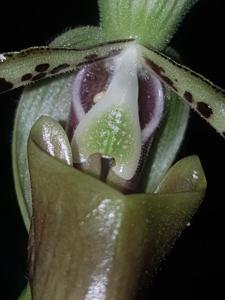 Paphiopedilum parishii