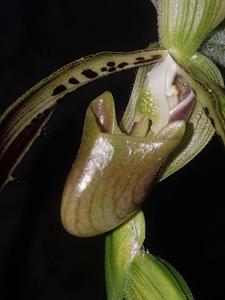 Paphiopedilum parishii