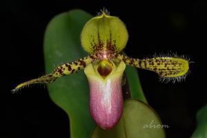 Paphiopedilum victoria-regina