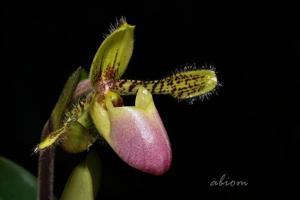 Paphiopedilum victoria-regina