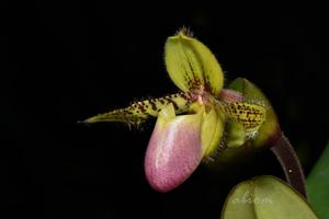 Paphiopedilum victoria-regina