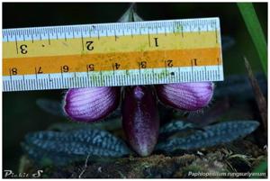 Paphiopedilum rungsuriyanum