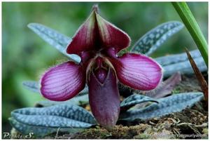 Paphiopedilum rungsuriyanum