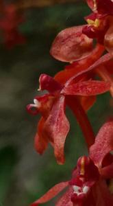 Renanthera elongata