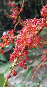 Renanthera elongata