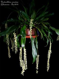 Coelogyne cobbiana