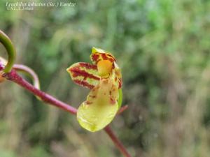 Leochilus labiatus