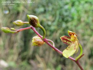 Leochilus labiatus