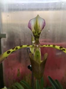 Paphiopedilum haynaldianum