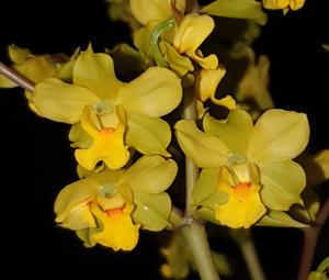 Cyrtopodium flavum