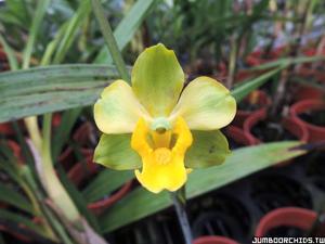 Cyrtopodium flavum