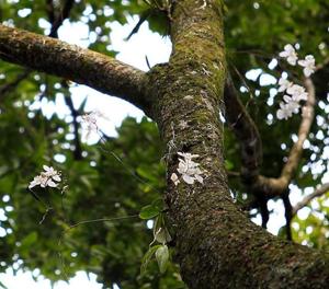 Phalaenopsis amabilis