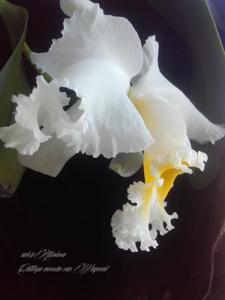 Cattleya mossiae