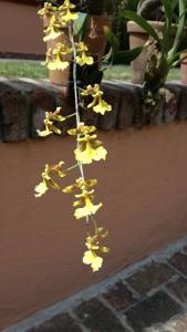 Oncidium oblongatum