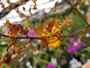 Cyrtopodium paniculatum