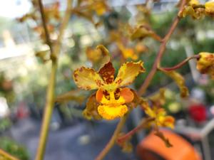 Cyrtopodium paniculatum