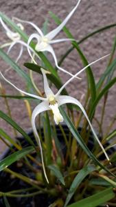 Dendrobium tentaculatum