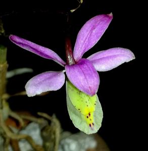 Barkeria dorotheae