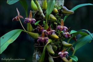 Bulbophyllum lobbii subsp. breviflorum