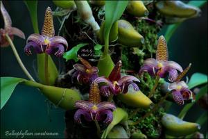 Bulbophyllum lobbii subsp. breviflorum