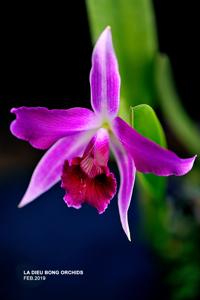 Cattleya purpurata