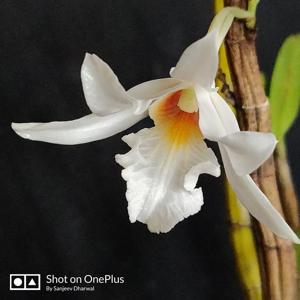 Dendrobium draconis