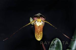 Paphiopedilum adductum