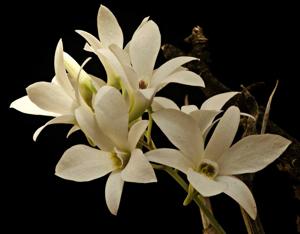 Dendrobium barbatulum