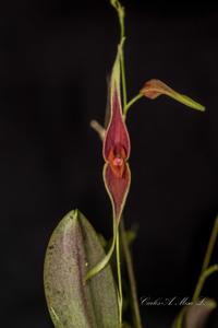 Lepanthes ionoptera