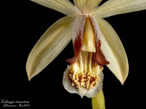 Coelogyne tomentosa