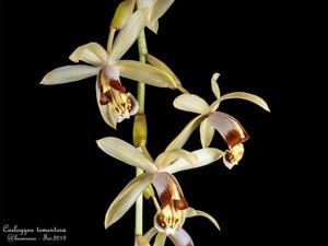 Coelogyne tomentosa