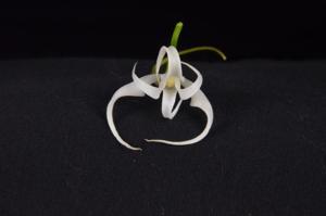 Cyrtorchis chailluana